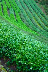 Tea trees growing on steep hills