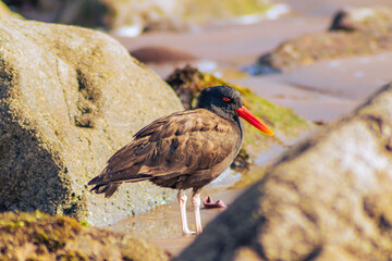 pilpilén, local bird of the Arica coast