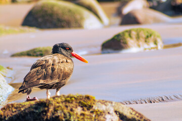 pilpilén, local bird of the Arica coast