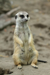 meerkat ( Suricata suricatta ) standing