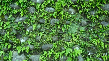 moss and fern growing on the wall