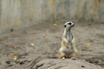 Fototapeta premium meerkat ( Suricata suricatta ) standing