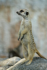 Fototapeta premium meerkat ( Suricata suricatta ) standing