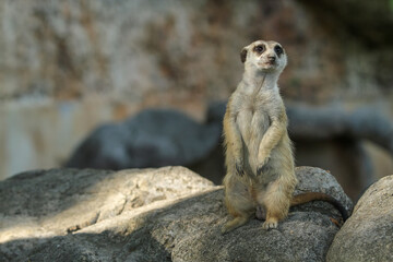 Fototapeta premium meerkat ( Suricata suricatta ) standing