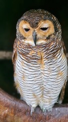 A dull-eyed owl is sitting in its place