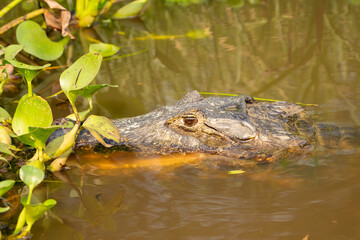 Eye of caiman or alligator above water surface
