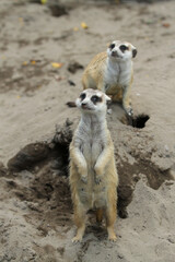 two meerkats in outdoor enclosure at the zoo