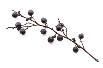 Blackthorn isolated on a white background, close up