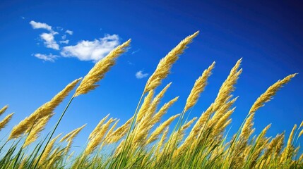 Golden grasses sway gently under a bright blue sky, creating a serene and peaceful scene.