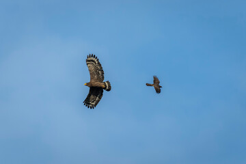 Crested serpent eagle and grey-faced buzzard in fligh