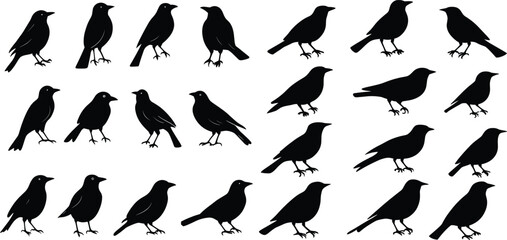 Vector Silhouettes of Birds in Flight, Set of Bird Silhouettes in Black Vector art