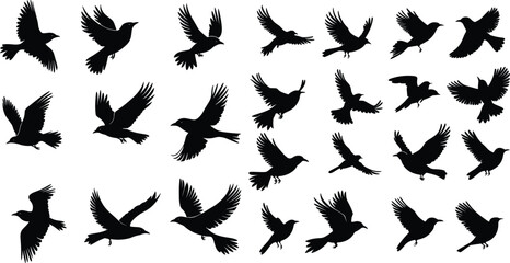 Vector Silhouettes of Birds in Flight, Set of Bird Silhouettes in Black Vector art