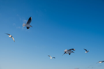 A white gull is high in the sky. View from below of the blue sky with clouds and a passing Seagull. Beautiful blue natural background. View from a low angle. Symbol of freedom and independence.