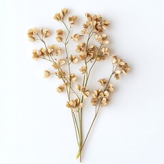 Buckwheat isolated on a white background, close up