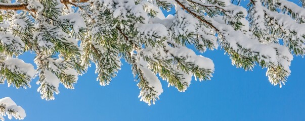 Tranquil Winter Scene: Snow-Covered Fir Tree Branches Against Clear Blue Sky on a Crisp Morning