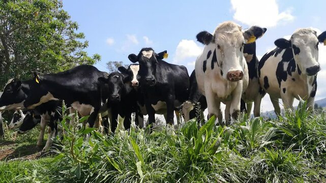 A group of playful cows frolicking and running in a green field on a sunny day