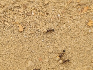 ants on the ground