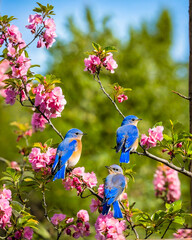 blue bird on a flower