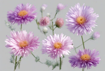 Obraz premium flora leaf flower pink botanical purple design garden violet group bouquet soft spring blossom collection bloom aster invitation summer element watercolor vector