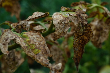 Tips of leaves of tomato bush have died due to infection with parasitic disease, macro. Close-up, branch is still green, symptoms and appearances, assessment of the consequences in agriculture.