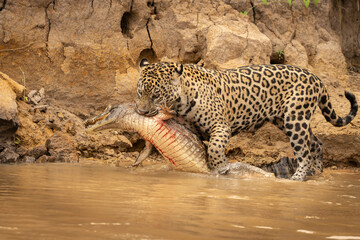 Jaguar dragging caiman just killed through river to it's hiding place to consume.
