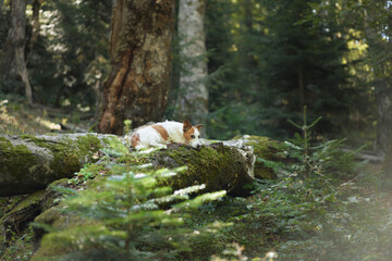A Jack Russell Terrier stands on a mossy log in a dense forest, surrounded by natural beauty. The dog is attentive to the surroundings, enjoying the outdoors.