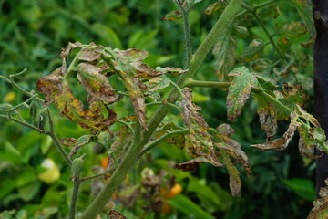 Infected leaves with late blight or other pathogenic fungal disease affecting plants of the...