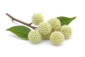 Buttonbush isolated on a white background, close up