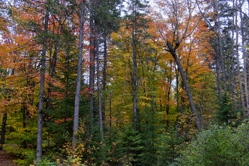Algonquin Park, Ontario - East Beach Picnic Area Autumnal Trees