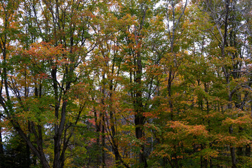Fototapeta premium Algonquin Park, Ontario - East Beach Picnic Area Autumnal Trees
