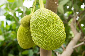 Funny shaped jack fruits on tree