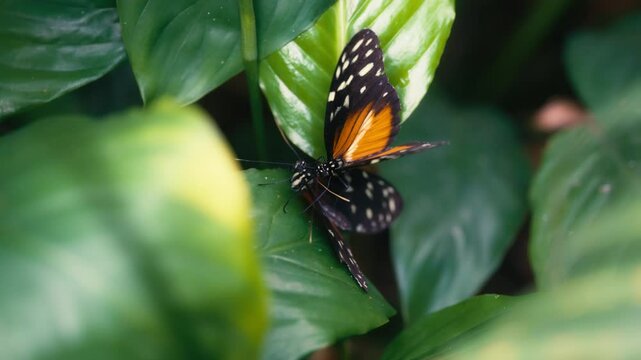 Two tiger or golden longwing (Heliconius hecale) butterflies on a green leaf. Slow motion. 