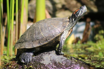 Tortuga en letargo