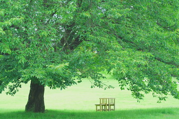 ちひろ美術館の庭、木の下の椅子