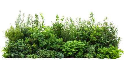 Fototapeta premium Variety of lush green plants, white isolate background.