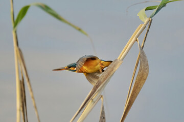 Common Kingfisher