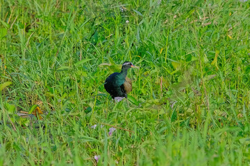 Bronz-winged Jacana
