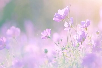 Fototapeta premium Field of purple flowers with bright sun in the background. The scene is peaceful and serene, background for design works. Spring joyful background.