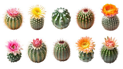 Fototapeta premium Colorful cacti with blooming flowers, white isolate background.