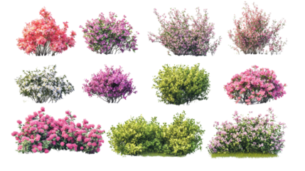 Various colorful flowering shrubs isolated on a white background.