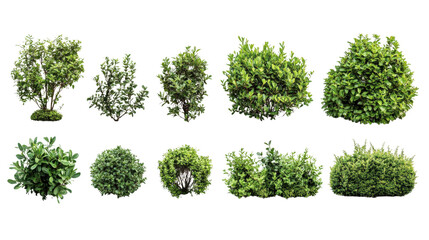 Various types of lush green bushes, white isolate background.