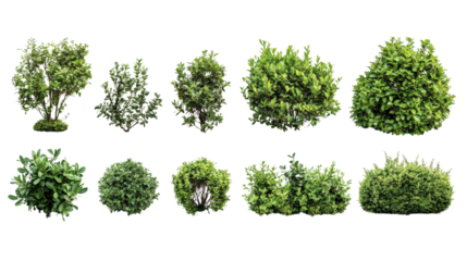 Various types of lush green bushes, white isolate background.