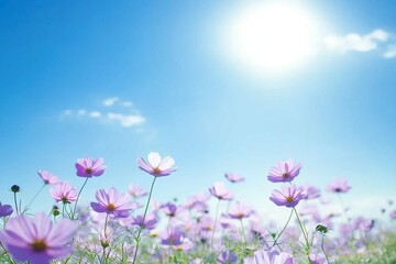 Obraz premium Field of purple flowers with bright sun in the background. The scene is peaceful and serene, background for design works. Spring joyful background.