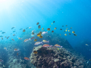 美しいチョウチョウウオ（チョウチョウウオ科）、メジナ（イスズミ科）、ホウライヒメジ（ヒメジ科）他の群れ。
英名学名：Largescale Blackfish (Girella punctata), Whitesaddle goatfish (Parupeneus ciliatus), Oriental ButterflyFish (Chaetodon aurites)
中木ヒリゾ浜2024年
