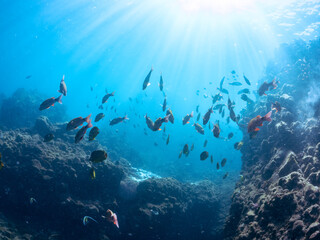美しいチョウチョウウオ（チョウチョウウオ科）、メジナ（イスズミ科）、ホウライヒメジ（ヒメジ科）他の群れ。
英名学名：Largescale Blackfish (Girella punctata), Whitesaddle goatfish (Parupeneus ciliatus), Oriental ButterflyFish (Chaetodon aurites)
中木ヒリゾ浜2024年

