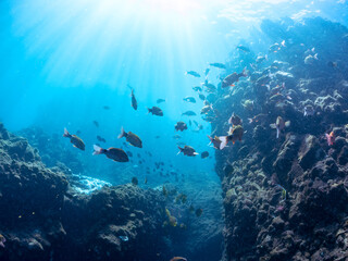 美しいチョウチョウウオ（チョウチョウウオ科）、メジナ（イスズミ科）、ホウライヒメジ（ヒメジ科）他の群れ。
英名学名：Largescale Blackfish (Girella punctata), Whitesaddle goatfish (Parupeneus ciliatus), Oriental ButterflyFish (Chaetodon aurites)
中木ヒリゾ浜2024年
