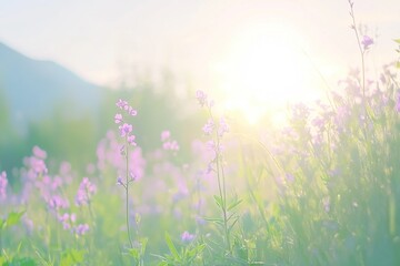 Field of purple flowers with bright sun in the background. The scene is peaceful and serene, background for design works. Spring joyful background.