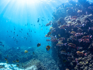 美しいチョウチョウウオ（チョウチョウウオ科）、メジナ（イスズミ科）、ホウライヒメジ（ヒメジ科）他の群れ。
英名学名：Largescale Blackfish (Girella punctata), Whitesaddle goatfish (Parupeneus ciliatus), Oriental ButterflyFish (Chaetodon aurites)
中木ヒリゾ浜2024年

