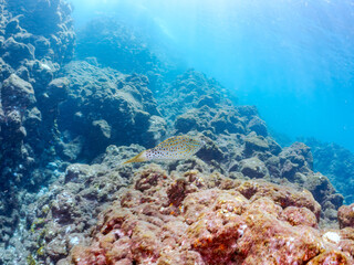 美しいソウシハギ（カワハギ科）他。
英名学名：Scrawled filefish, Aluterus scriptus
静岡県伊豆半島賀茂郡南伊豆町中木ヒリゾ浜2024年
