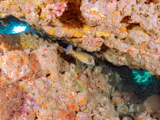 水中洞窟にいる
美しいハコフグ（ハコフグ科）。
英名学名：Boxfish (Ostracion immaculatus) 
静岡県伊豆半島賀茂郡南伊豆町中木ヒリゾ浜2024年
